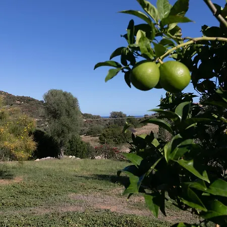 Clara Тертения