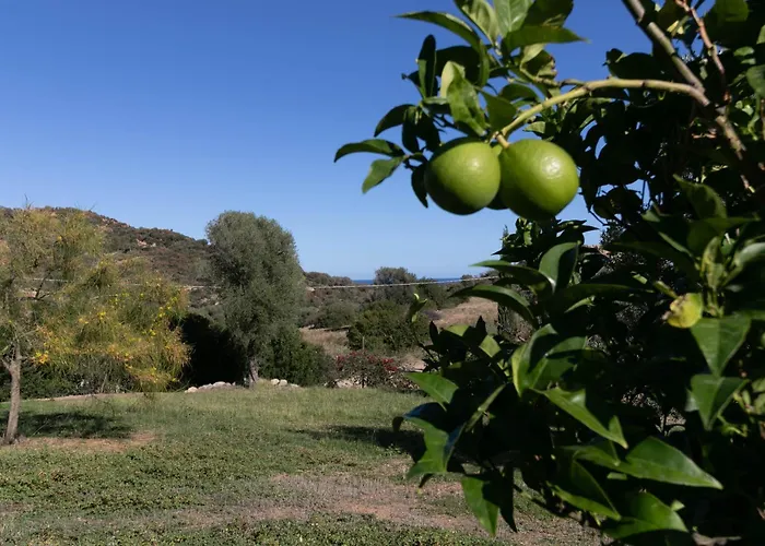 Clara Тертения